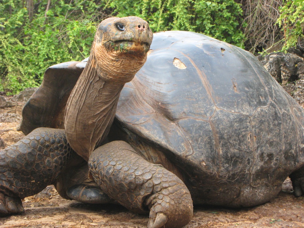 Galapagos Tortoise at the Charles Darwin Research Center